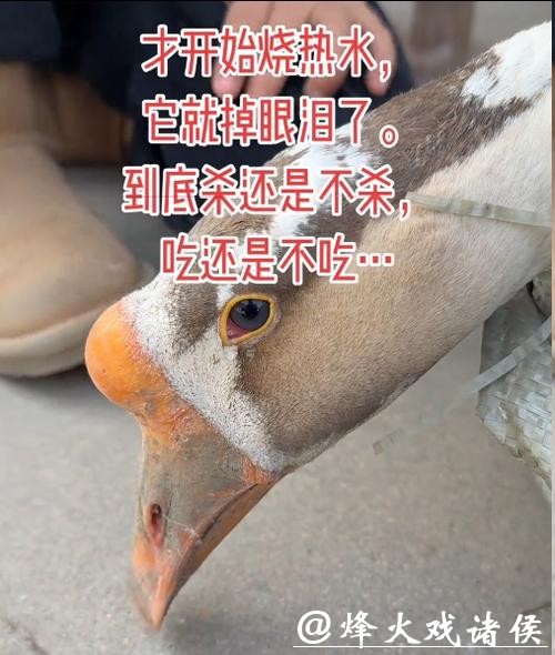 “才开始烧水，它就掉眼泪了”待宰大鹅哭了，网友喊话求放过，主人：不敢吃了