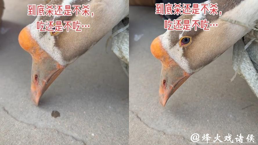 “才开始烧水，它就掉眼泪了”待宰大鹅哭了，网友喊话求放过，主人：不敢吃了